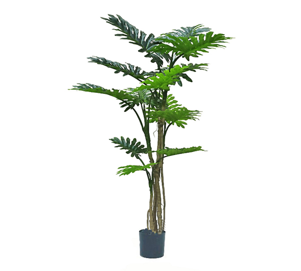 Philodendron 'giant-leaf' 1.7m